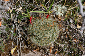 Mammillaria in Mexico