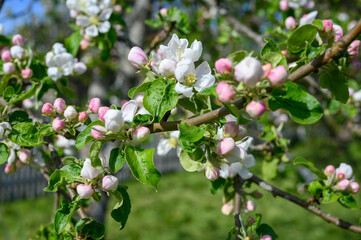 Blooming apple blossom. Garden apple tree variety &bdquo;Kr&uuml;ger pigeon apple&ldquo; (Malus domestica). Year of planting 1990.