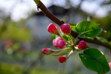 Blooming apple blossom. Garden apple tree variety &bdquo;Lobo&ldquo; (Malus domestica). Year of planting 2004.
