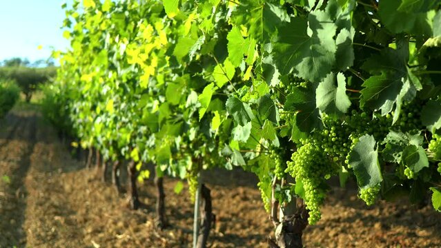 Vineyard Grapes Sunset Italy Verdicchio White Wine