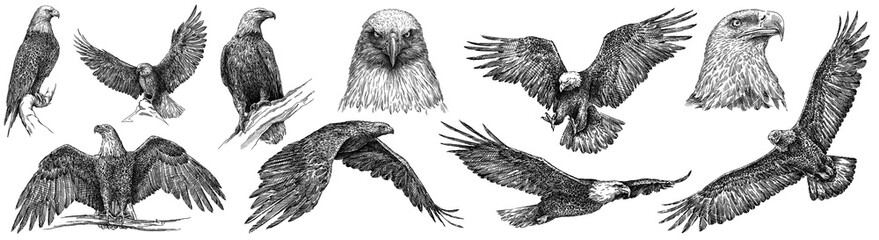 Vintage engrave isolated eagle set illustration ink sketch. Wild falcon background hawk art - 517939707