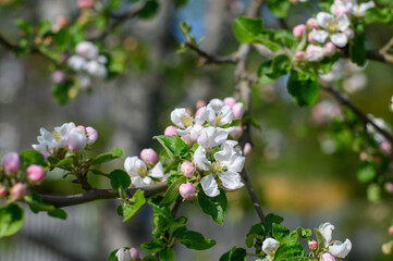 Blooming apple blossom. Garden apple tree variety „Krüger pigeon apple“ (Malus domestica). Year of planting 1990.