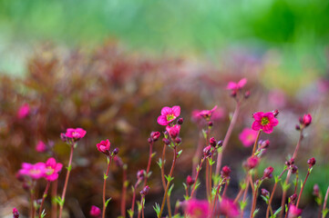 Saxifraga x arendsii 'Peter Pan'. Rock garden flowers in spring.
