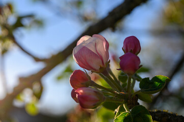 Blooming apple blossom. Garden apple tree variety „Lobo“ (Malus domestica). Year of planting...
