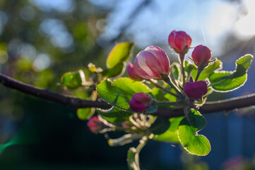 Blooming apple blossom. Garden apple tree variety „Lobo“ (Malus domestica). Year of planting...