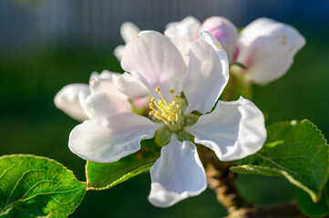 Blooming apple blossom. Garden apple tree variety „Krüger pigeon apple“ (Malus domestica). Year of planting 1990.