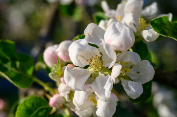 Blooming apple blossom. Garden apple tree variety „Krüger pigeon apple“ (Malus domestica). Year of planting 1990.