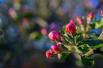 Blooming apple blossom. Garden apple tree variety „Lobo“ (Malus domestica). Year of planting...