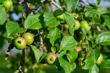 Apples develop on the top of an apple tree in summer