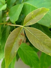 close up of green leaves with red ants on top of it