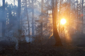 Naklejka premium Forest fire burning, Wildfire