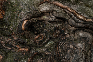amazing close-up view bizarre shapes on the bark of a tree