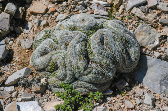 Ariocarpus retusus Cristate