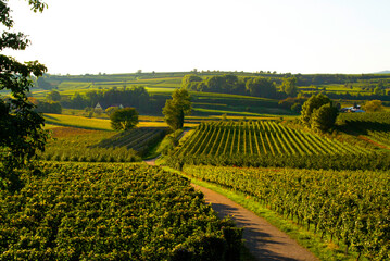 Weinberge Reben