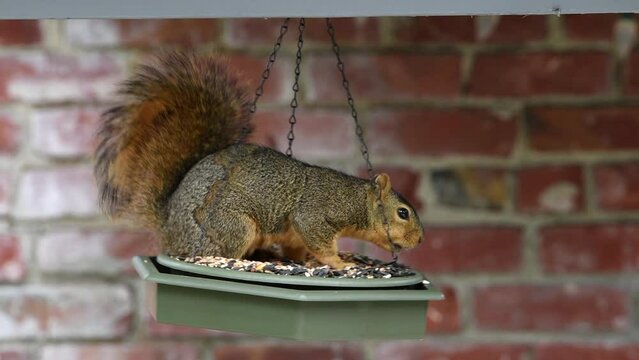 HD video of a brown squirrel peeking down from patio onto bird feeder, then jumping onto bird seed in feeder and eating.
