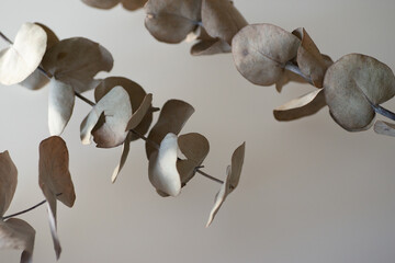 getrockneter Eukalyptus Zweig, grau-gr&uuml;n, Trockenblume