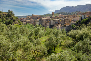 Views of olive trees from Vilella Baixa village in Priorat area, Catalonia, Spain