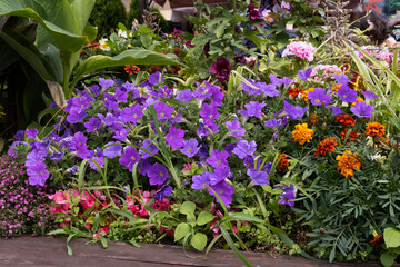 Landscaping. Summer flowerbed with colorful flowers. Multi-colored flowers in a well-groomed beautiful flower bed in the garden