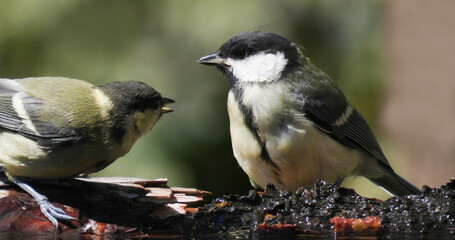 Obraz premium Great tit