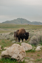 A lone bison on Antelope Island State Park by the Great Salt Lake