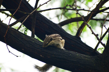 A beautiful tamias in the tree branch