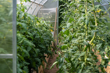 Tomatoes bloom in the greenhouse. Bright yellow flowers on tomato plants. Tomatoes of different varieties