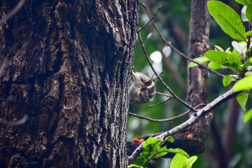 A beautiful tamias in the tree branch