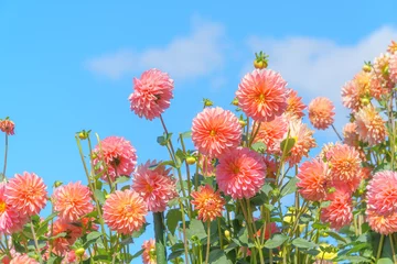 Foto op Aluminium 秋色のアレンジのダリアと青空 © kasa