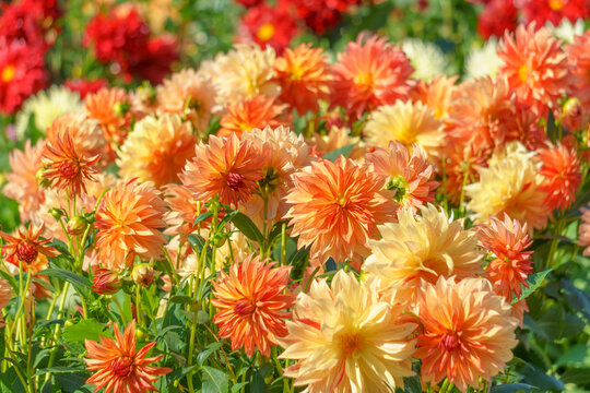 秋色のオレンジのダリアの花畑