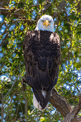 Bald Eagle standing guard protecting a nearby young eagle, staring at an intruding photographer