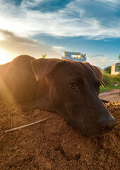 Sad dog is lying on a mound 