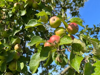 Organic apple tree with young apples on the brunches 