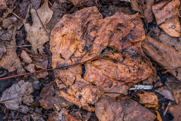 Decaying autumn leaf on the ground