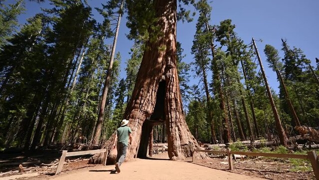 Guy walking under a giant Sequoia tree in Yosemite National Park