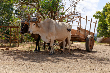 two oxen pull an empty wooden cart, venales, cuba