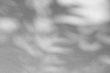 Obraz premium Black and White abstract background texture of shadows leaf on a concrete wall.