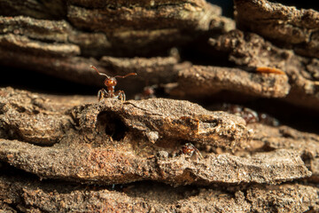The ant looks into the camera. The bark of an old tree. Multi-layered. Insects, wildlife. Close-up. Macro.