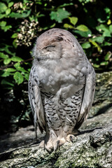 Snowy owl sitting on the stone. Latin name - Bubo scandiacus	
