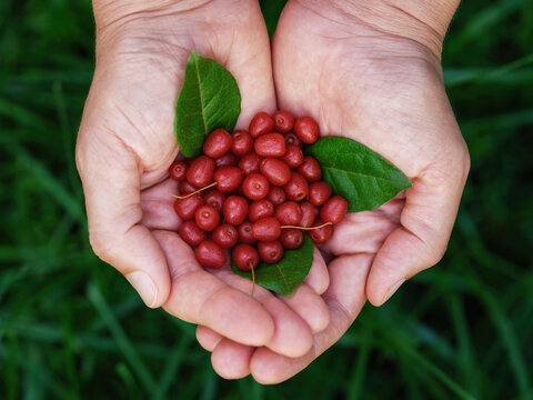 A woman holding silverberries (elaeagnus or oleaster) and silverberry leaves in her palms