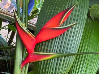 Giant Lobsterclaw (Heliconia bihai), Red palulu, Balisier, Macawflower, Wild Plantain, Scharlachrote Hummerschere, Lobster Claw, Mordan krab, Macaw-flower, Firebird, Wild Banana or Bastard Plantain © Mario