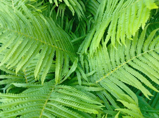 Beautiful floral background of green fern leaves. Natural patterns