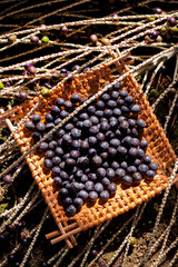 caroço de açaí do brasil