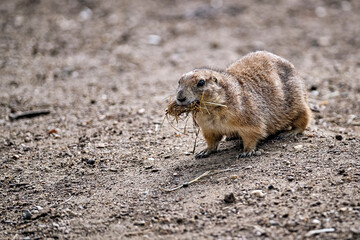 Präriehund ( Cynomys ).