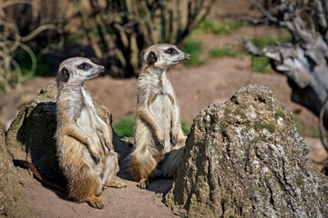 Erdmännchen ( Suricata suricatta ).