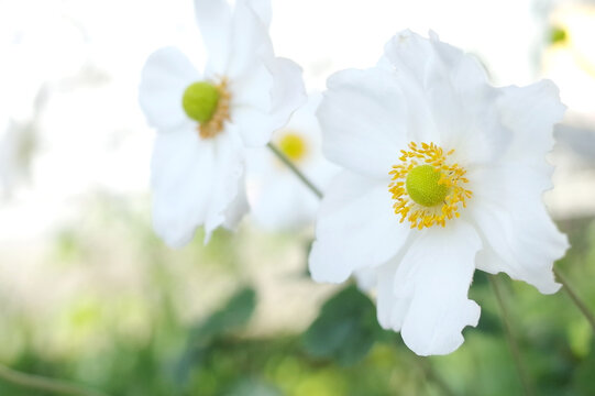 白い花・シュウメイギク