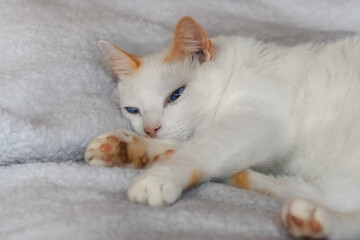 Siamese cat with sleepy blue eyes lying on a white blanket