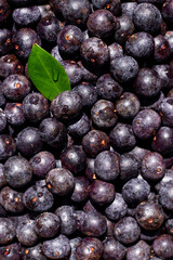 fruta caroço açai norte do brasil