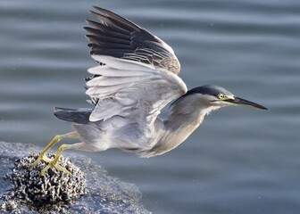 blue heron ardea cinerea