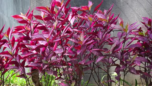 Red Aerva sanguinolenta (L.) Blume with a natural background