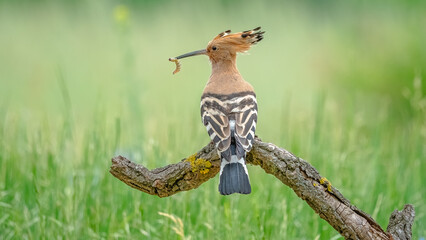 Wiedehopf © Andreas